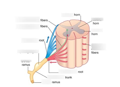 Spinal Cord Labeling Diagram Quizlet