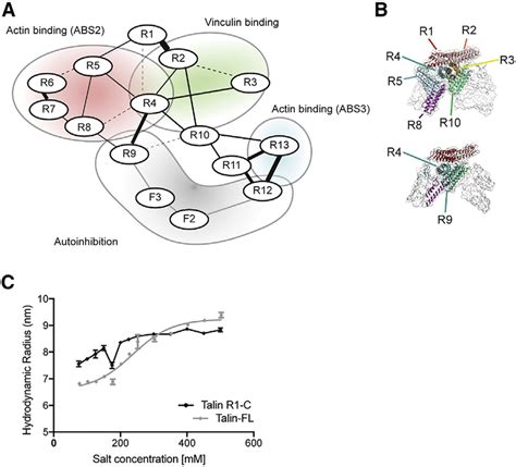 Interdomain Interactions Of Talin A Map Of Talin Interdomain