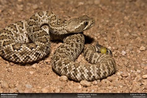 Mojave Rattlesnake | Cave Creek Snakes