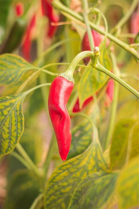 A Bed Of Red Hot Pepper In The Greenhouse Stock Photo Image Of Agriculture Color