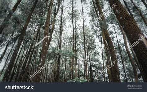 pinus forest stock photo  shutterstock