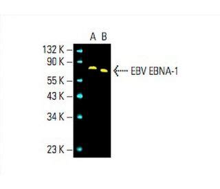 Anti EBV EBNA 1 Antibody 1EB12 SCBT Santa Cruz Biotechnology