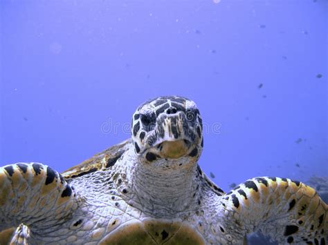 Curious Hawksbill Sea Turtle (endangered) Stock Photo - Image of ...