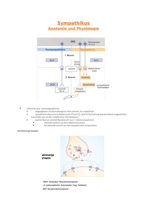 Pharmakologie Sympathikus Anatomie Und Physiologie Neurone Pr