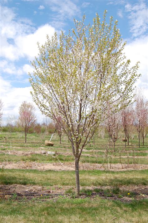 Prunus Serrulata Snow Goose Raemelton Farm