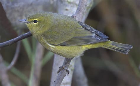 Orange-crowned Warbler | San Diego Bird Spot