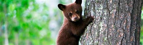 Black Bear Cub