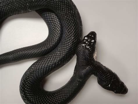 missouris rare  headed snake headed  kansas city metro   summer