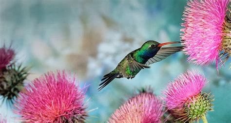 Hummingbird Screensavers and Wallpaper - WallpaperSafari