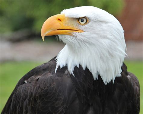 Eagle Wallpapers, Bald Eagle, 903x720, #7765