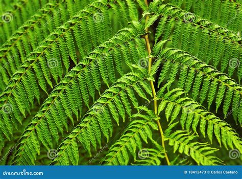 Fern Fronds Stock Image Image Of Bracken Leaves Stem 18413473