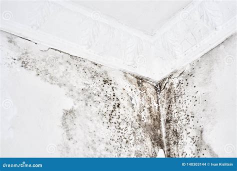 Mold Aspergillus Black Fungus On A White Wall In A Corner On The