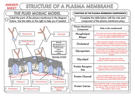 A Level Biology Cell Membrane Structure Worksheet Teaching Resources