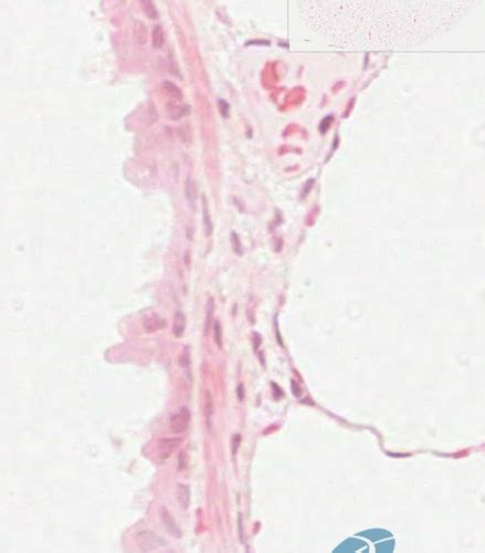 Histology Of Airways Flashcards Quizlet