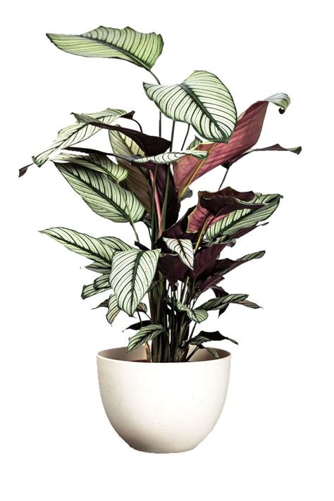 Bring The ‘house Vibe To Your Home With The Soho Home X Leaf Envy New