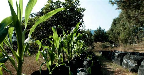 La Milpa Sustentable La Respuesta De La Unam Al Abandono Del Campo