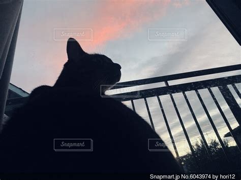 部屋の窓から外を眺める猫の写真・画像素材 6043974 Snapmart（スナップマート）