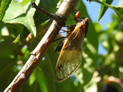 Two Rare Cicada Broods To Emerge Together For The First Time In Over