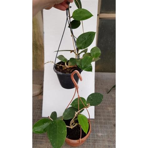 Hoya Parasitica Heart Shaped Leaves Pot