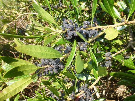 Pacific Wax Myrtle Annadel Plants Inaturalist