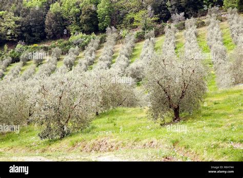 The olive (Olea europaea Stock Photo - Alamy