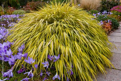 Yellow Tuft Of Japanese Forest Grass Hakonechloa Macra Aureola