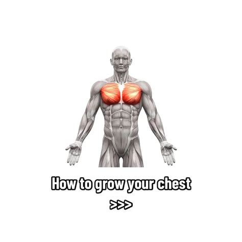 ᴀʀᴛ ᴏꜰ ᴘʜʏꜱɪqᴜᴇ On Twitter Rt Aldothetrainer 🚨attention Chest Day Lovers🚨 Here Are The Top 5