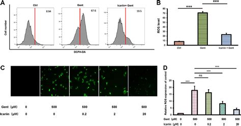 Frontiers Icariin Treatment Protects Against Gentamicin Induced