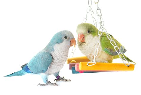 What Are Quaker Parrot Colors? - For The Parrot