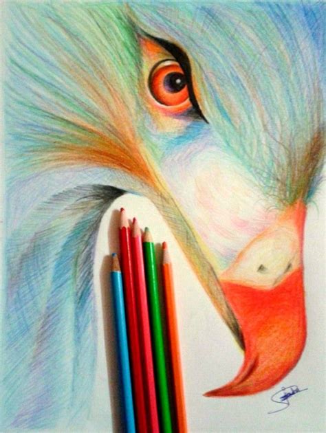 Color Pencil Sketches Hawk Color Pencil Sketch Pencil Sketch Pencil