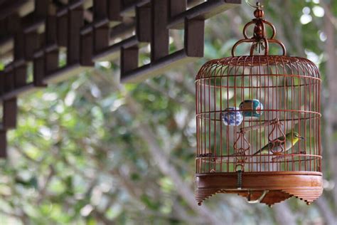 Los Mejores P Jaros Cantores Para Tener En Casa Descubre Cu Les Son