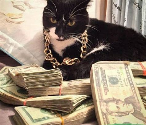 Rich Cat Cats Cat Love Gangster