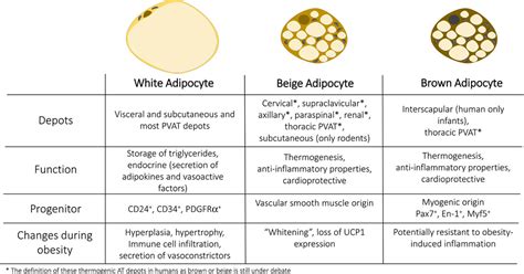 obesity adipose tissue  vascular dysfunction circulation research