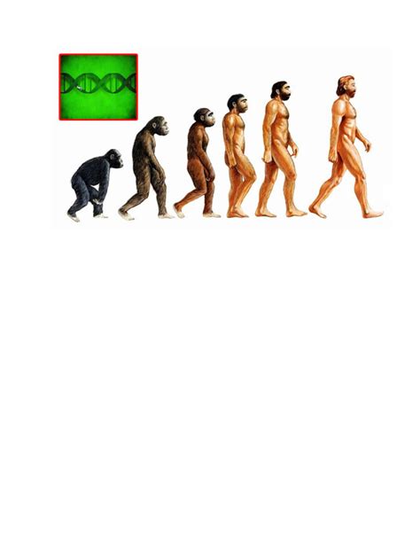 Evolucion Humana | PDF