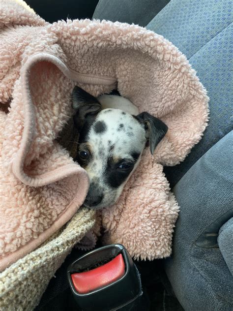 Paw Patrol Lost and Found Pets in Merced County | Has anyone seen my