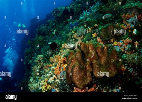 Coral Reef Bunaken National Marine Park Bunakan Island Sulawesi