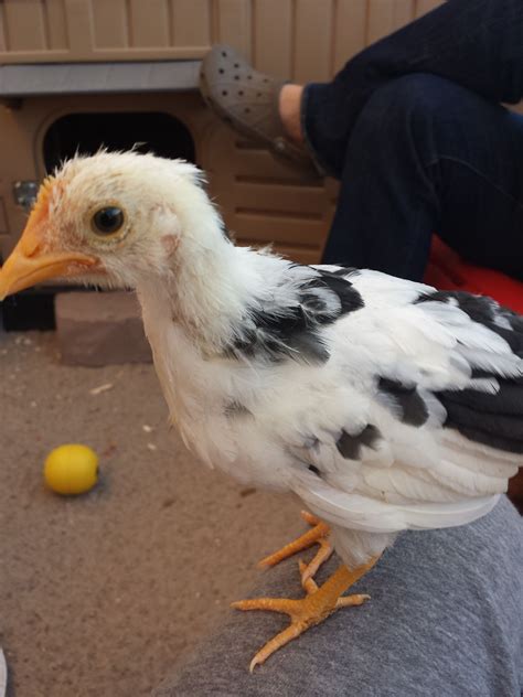 Checkers | BackYard Chickens - Learn How to Raise Chickens