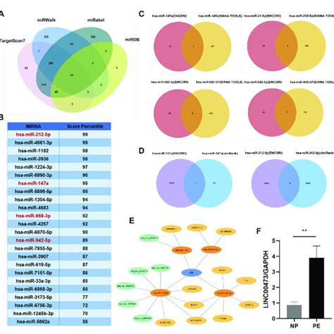 Construction Of A Lncrna Circrna Mirna Lep Regulatory Network A The