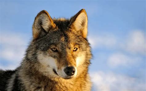 Can Wolves Be Domesticated? (3 Unpopular Wolf Facts)