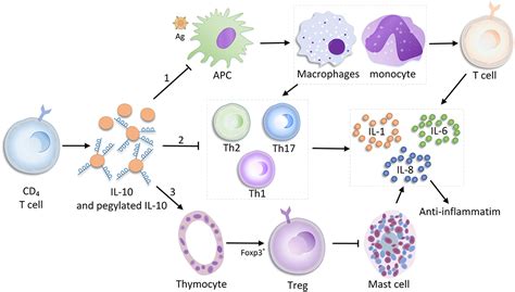 Frontiers Emerging Role Of IL 10 In Hypertrophic Scars