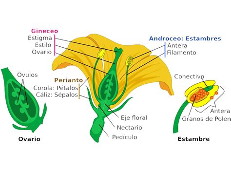 Las Partes De Una Flor Y Sus Funciones Esquemas