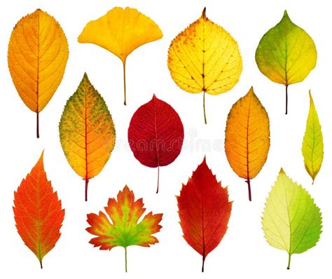 Autumn Leaves Stock Vector Illustration Of Green Isolated 42531264