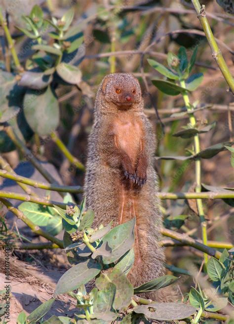 The Indian grey mongoose is a mongoose species native to the Indian subcontinent and West Asia ...