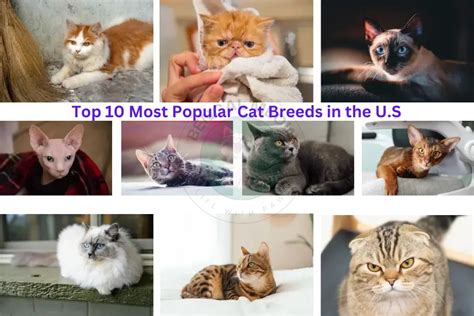 Top 10 Most Popular Cat Breeds in the US- The Ultimate Guide