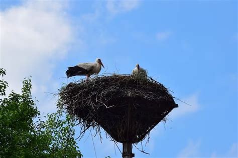 What is the largest nest built by a bird? - Birdful