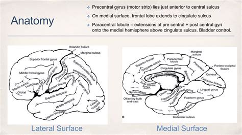 Frontal Lobe Pptx