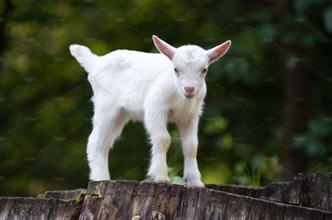 White Baby Goat Standing On Green Gr Containing Goat Animal And Farm