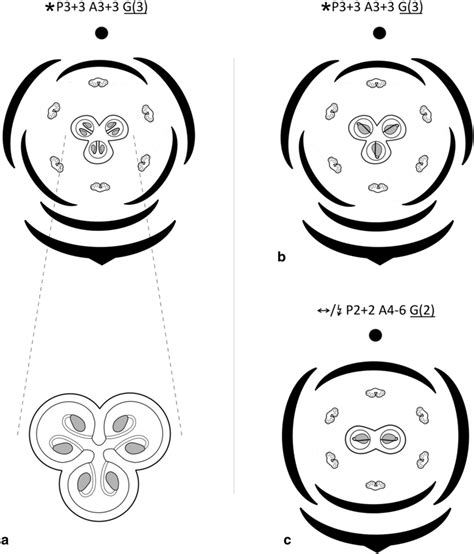 Floral diagrams of flowers of Thurniaceae. a Trimerous flowers of... | Download Scientific Diagram