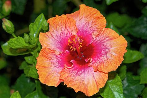 Orange And Rose Hibiscus Photograph By Sally Weigand Fine Art America