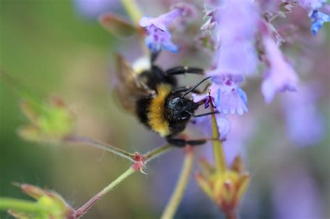 Hummel Blume Blüte Kostenloses Foto auf Pixabay